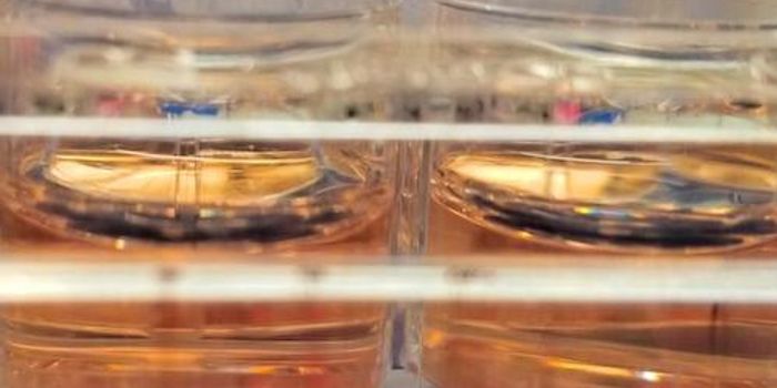 Another Hurdle in Modeling the Human Brain is Overcome