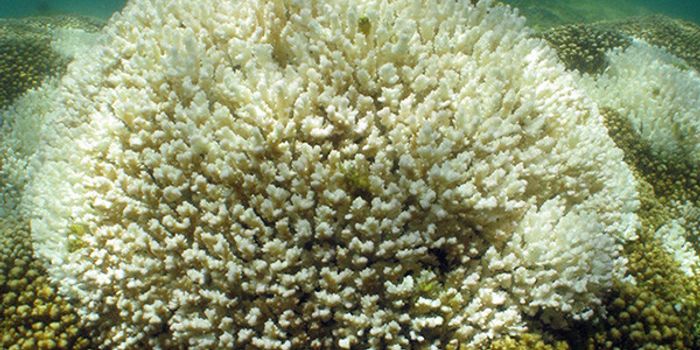 This Symbiodinium Helps Corals Endure Climate Change