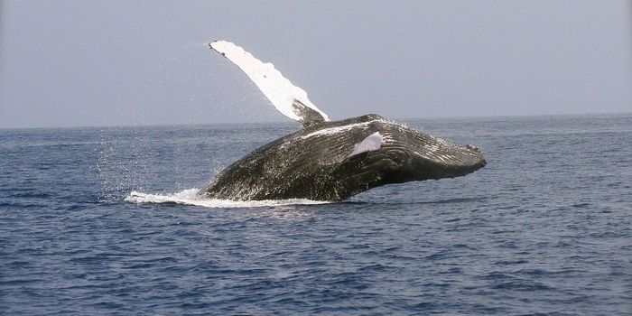 Humpback Whales Thriving in NYC Waters