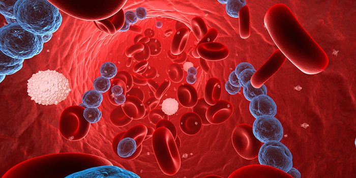 Immune System Error Creates Vulnerability to Sepsis