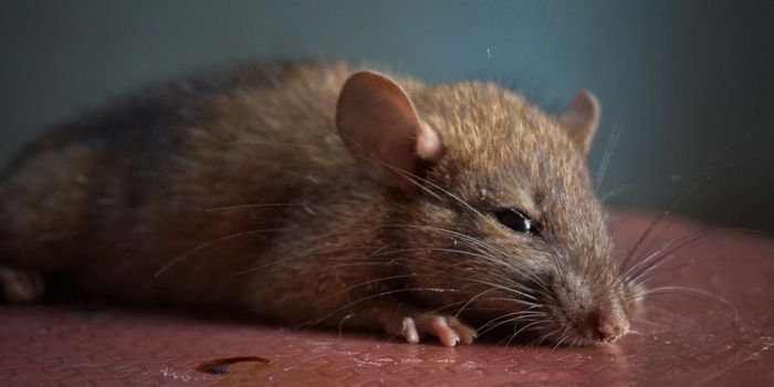 Rats Develop Drug-Seeking Behavior After Cannabis Withdrawal