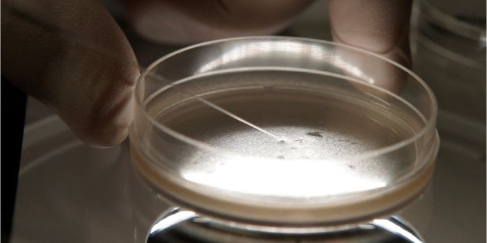 Unapproved Stem Cell Treatments Sickened Over a Dozen People Last Year