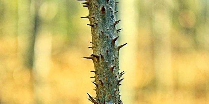 Civil War Folk Remedies are Effective Against Drug-resistant Pathogens