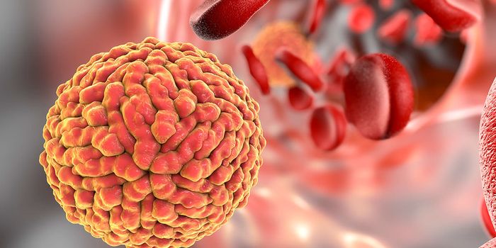 Scripps Florida Scientists Find Clue to Why Zika, But Not Its Close Relatives, Causes Birth Defects