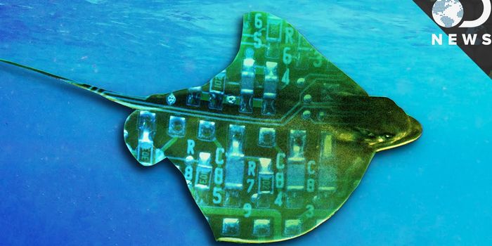 Beating Heart Cells Power Robotic Sea Animals