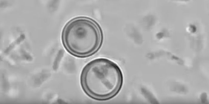 New Artificial Cells Can Ingest, Process & Expel Material