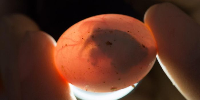 BPA Disrupts Brain Development & Sex Characteristics in Turtles