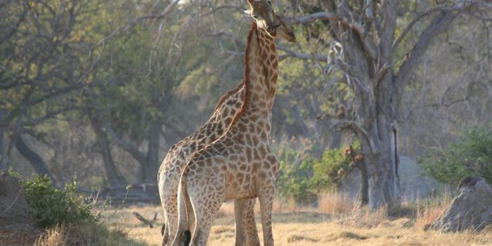 Are Giraffes Under the Threat of Extinction?