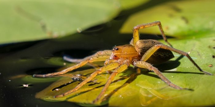This Spider Goes Fishing for Food