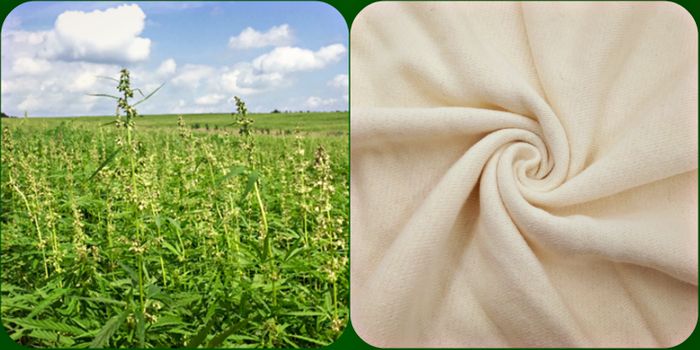Hemp Fabric Kills Staph Bacteria