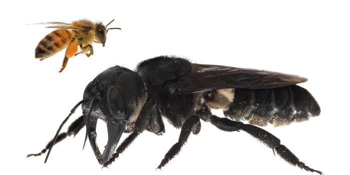 'World's Largest Bee' Rediscovered in Wild for the First Time Since 1981