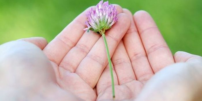 Are Old Kidneys an Answer to the Organ Shortage?