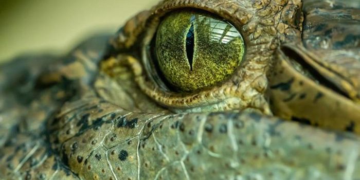 Australia's Ancient Swamp King