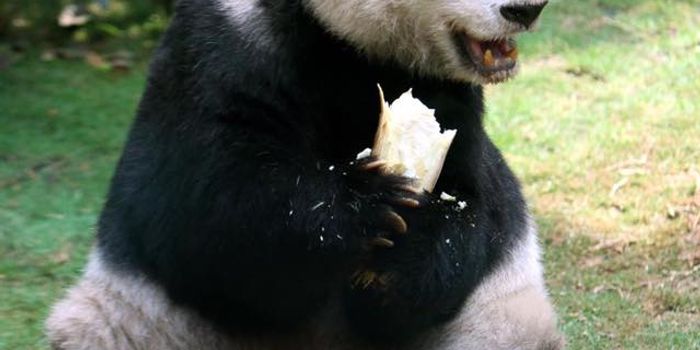 World's Oldest Captive Giant Panda Passes Away