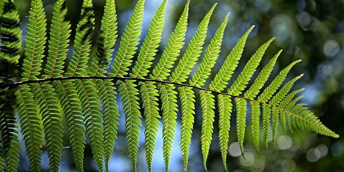 Where is fern diversity most prevalent in the world and why should we care?