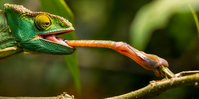 Chameleons Have Spit Up to 400 Times Stickier Than Ours