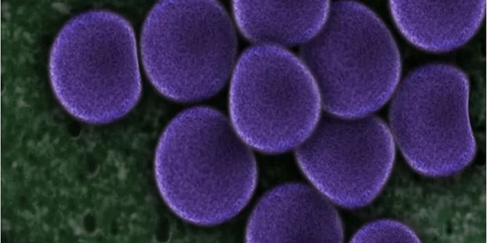 To Save Others, Bacteria Can Self-Destruct When Infected by a Virus