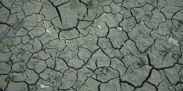 Magic Mud - The Next Antibiotic?