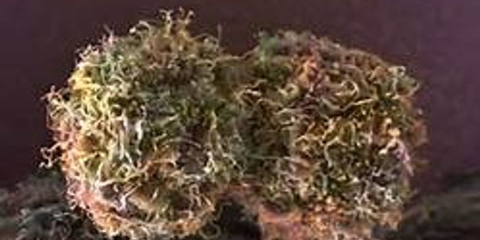 NCI Melanoma Grant Helps to Fast Track Lab Discoveries into Treatments