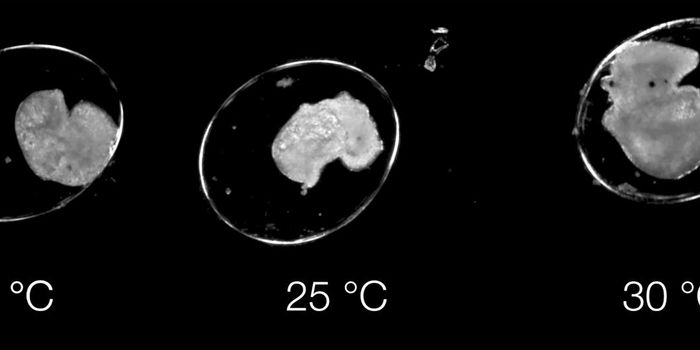 New Tool Aims to Assess How Organisms Respond to Climate Change