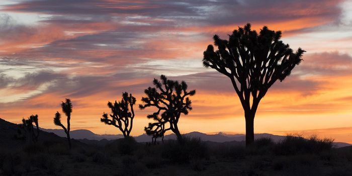 Iconic Joshua Trees May Not Survive This Century