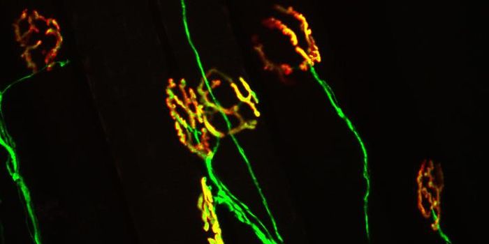 Maintenance Molecule Disrupted in Mouse Model of ALS