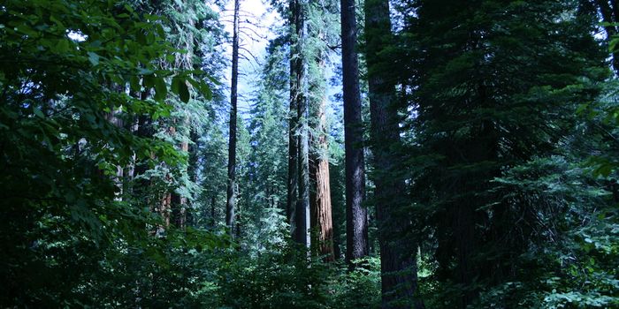 Taking a Virtual Walk in a Forest Altered by Climate Change