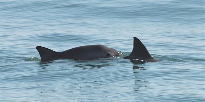 One of the World's Rarest Porpoises Dies During Rescue Attempt