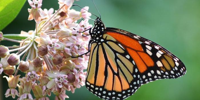 Help the Monarchs by Planting Milkweed