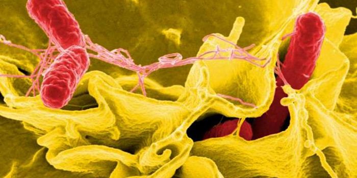 Cells Have a Self-Defense Mechanism Against Bacteria