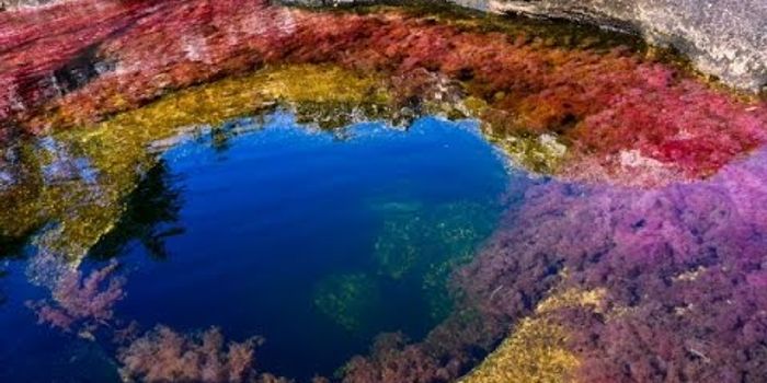 The World's Only Rainbow River