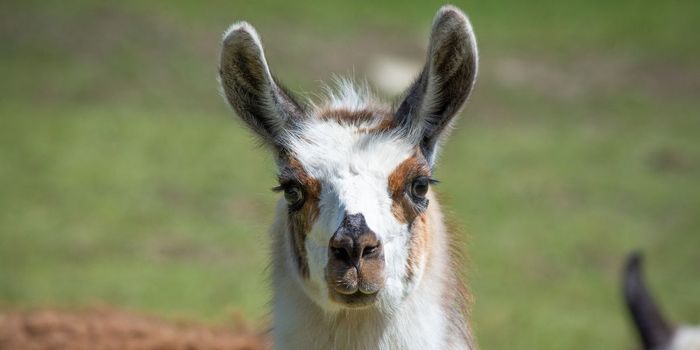 Llama Antibody Prevents Infection by COVID-19