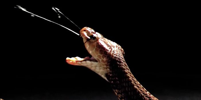 The Evolution of Snake Venom From Predation to Protection