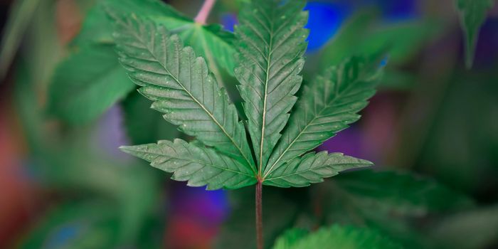 The Effect of Organic Biostimulants on Cannabis Cultivation