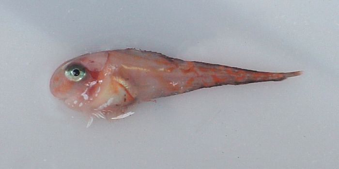 Alaskan Oceanic Survey Leads to Discovery of New Types of Soft-Bodied Fish
