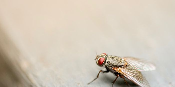 Sestrin Increases the Lifespan of Fruit Flies
