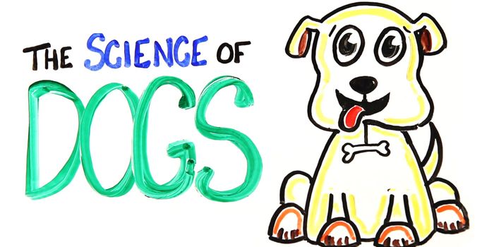 The Science Behind Dogs
