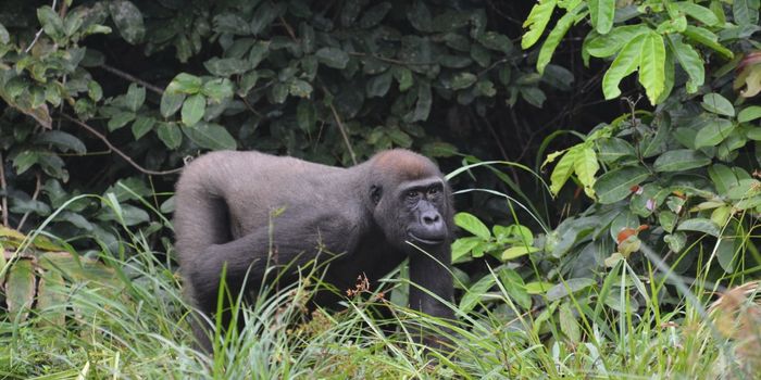 Habituated Gorilla Reportedly Killed by Poachers