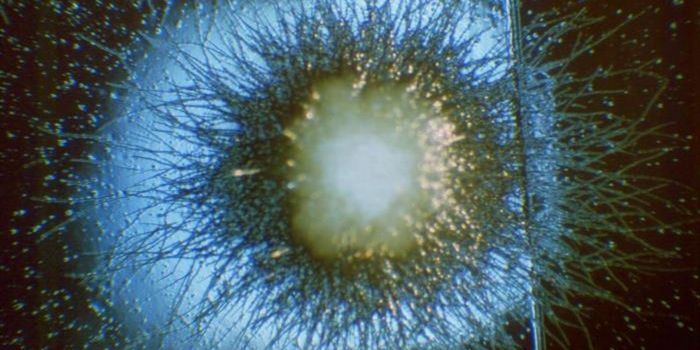 Changing How We Think of Drug Resistance in Fungi