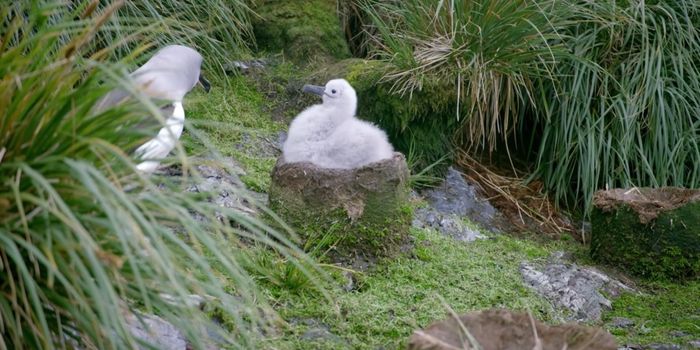Even Seabirds in Remote Regions Are Impacted by Climate Change