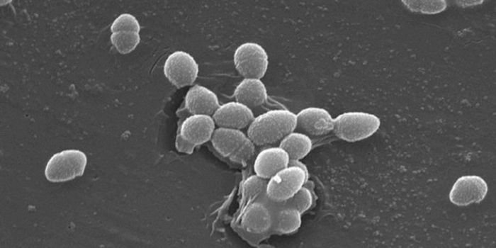 The Gut Microbiome Changes Dramatically When Hunter-gatherers Start Farming