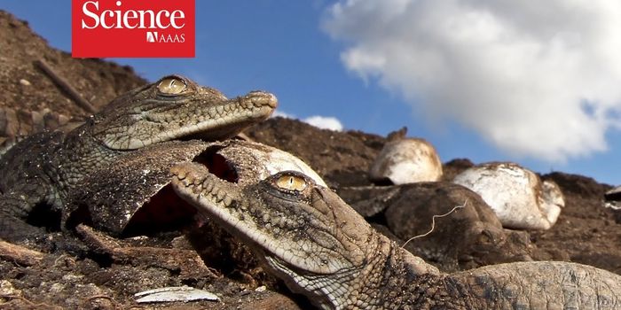 The Case of the Sex-changing Crocodiles