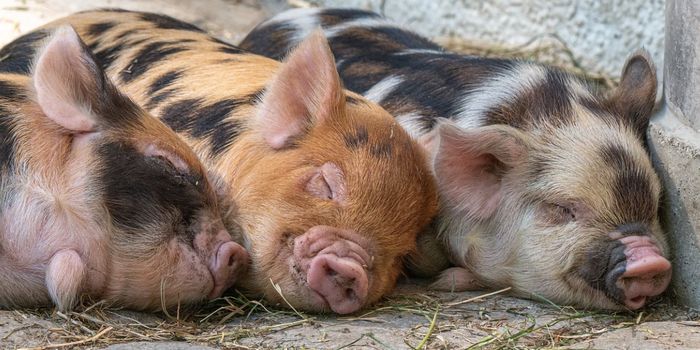 There's More to Pigs Than Bacon