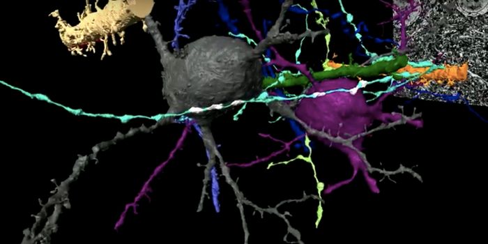 Gaining Insight Into the Neuronal Circuitry of the Developing Brain