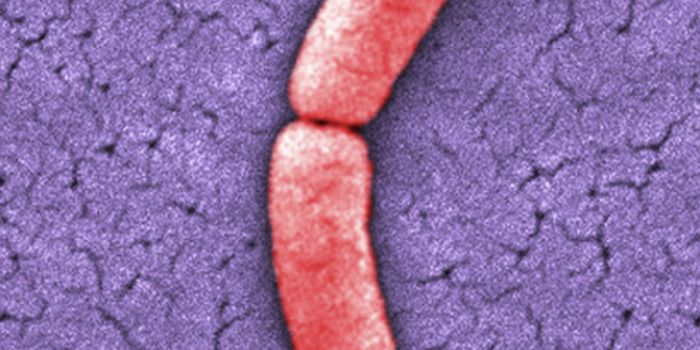 Revealing How Gut Bacteria can Impact our Health