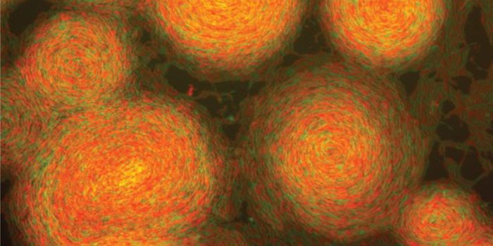 A Genetic Modification Alters Bacterial Behavior to Produce Artistic Swirls