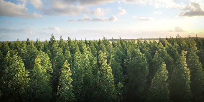 How Do Some Trees Survive Damaging Winds?