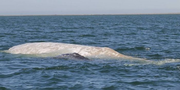 Rare Albino Gray Whale Spotted Again for First Time in Years