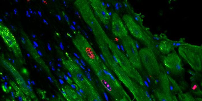 Injectable Gel Empowers Heart Cells to Regenerate