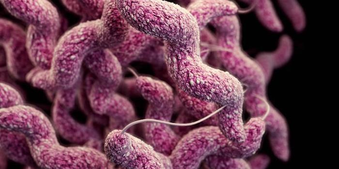 Campylobacter Infections Can Spread Through Sexual Contact